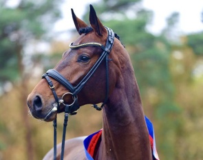 Verbier (by Von Und Zu x Dancier x St. Moritz), the 2025 Oldenburg Main Premium Winner :: Photo © OLD Art