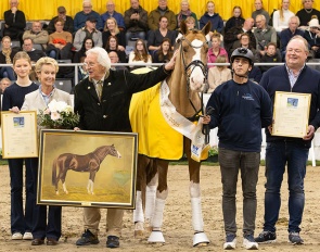 Benicio was named Hanoverian Stallion of the Year 2025 :: Photo © Hannoveraner Verband