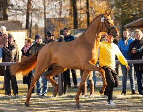 Premium stallion TH Vivaldo (by Vivaldos x Revolution) at the 2025 Hanoverian stallion licensing :: Photo © Hannoveraner Verband