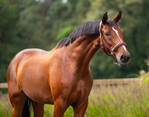 Bell (by Belissimo M x Rubinstein)