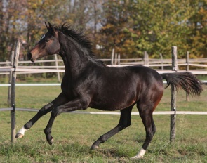 Victory (by Vitalis x Dancier x His Highness)