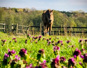 36-year old pony enjoying a long, fulfilled retirement in the field :: Photo © Astrid Appels