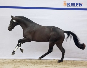 Tzadok (by Mauro Turfhorst x Ferdinand)