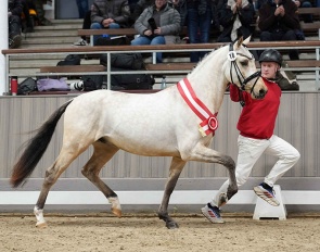 The Westfalian pony licensing champion stallion by Dating AT x Hilkens Blak Delight,