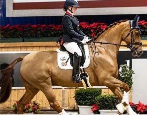 Sheepcote Jackson (by Johnson x Don Primero)