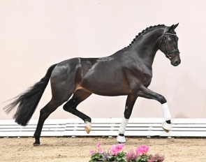 The Oldenburg licensed Faber-Castell  (by    Fynch Hatton - Charmeur - Voice ) 