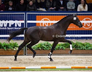 Rafiq at the 2024 KWPN Stallion Licensing :: Photo © Digishots