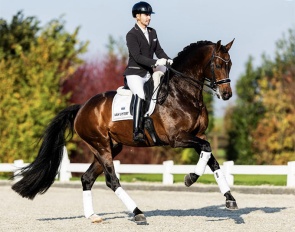 Blue Hors Zackerey :: Photo © Equigeniek