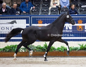 So Total in the second phase at the 2025 KWPN Stallion Licensing :: Photo © Digishots