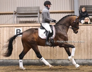 Test rider Allan Gron on Souverain at the 2026 DWB performance test :: Photo © Ridehesten