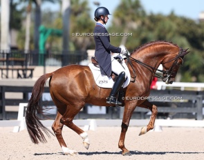 Adrienne Lyle and My Vitality debut in the Intermediaire II at the 2026 CDN Wellington on 6 Frebruary 2026 :: Photo © Astrid Appels