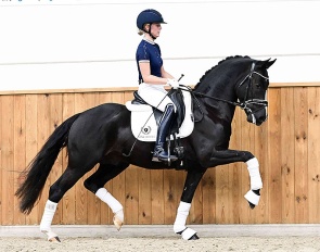 Lincoln van den Hout (by Sloot's Sir Thor x De Goede Ree's Alwin) 