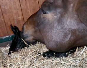 Dalera with her newborn foal :: Photo © Jessica von Bredow-Werndl