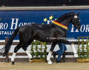 Avici ECH (by Millennium x Secret) :: Photo © Dirk Caremans