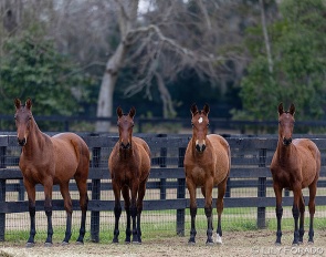 2025 US bred PRE horses at Hampton Green Farm, now turning yearlings :: Photo © Lily Forado