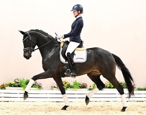 OLHPr.A  Charleen (by Total McLaren x Furst Romancier) - An ultra-modern dressage diva who impresses from her very first appearance