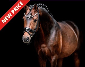 Diamond of the King WE :: Photo (c) Hestefotograf Melissa