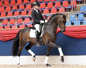 Fortunato (by by Follow Him's Schönweide x Dancier)