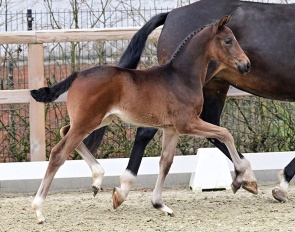 Samt und Seide, filly by Sebastino PS x Furstenball