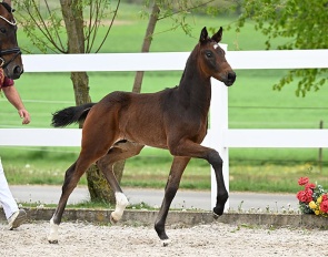 Touch of Success (by Tesino RS x Benetton Dream)