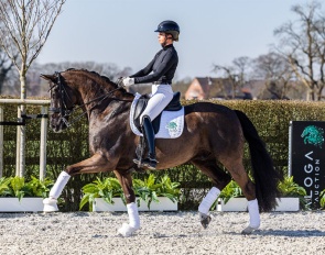 Lordswood Dancing Diamond III 
