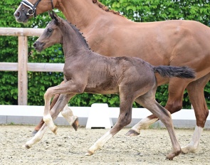 Dubarry (by Dream Boy x Escamillo)