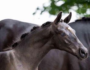 Watch Me Dance is by So You Can Dance x Romeo x Connaisseur. 