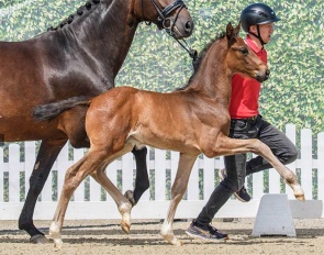 Dare to Dream DW