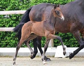 Prouden (by Proud James x Fursten-Look)