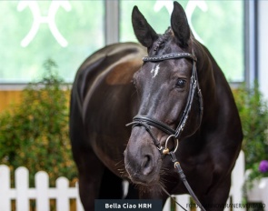Bella Ciao HRH (by Bernay x Destano)