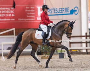 Velvet Begijnhoeve at the 2025 BWP Stallion Licensing saddle test in Lier :: Photo © Dirk Caremans
