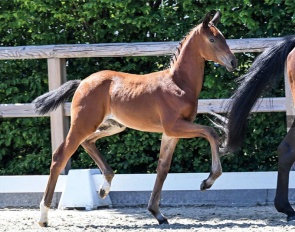 Venice (by Verbier x Stedinger)