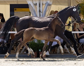 Salvatore (by Secret x Don Martillo) :: Photo © Hannoveraner Verband