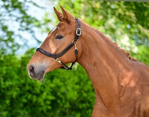 Headmore Escolara (by Escolar x Apache x Houston) :: Photos © Sarah Box Adair