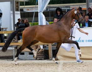 Tiger Lilly Nomia  at the 2026 KWPN Mare Championship :: Photo © Digishots