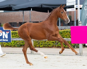 What The F*ck VDA (by Proud James x Vitalis x Furstenball) :: Photo © Digishots