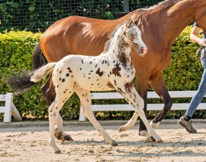 Jialotta de Vlinder