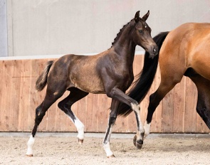 Wa-Sarai TS (by Sarai L) :: Photo © AdW Fotografie