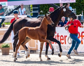 Vantastisch (by Vjento x Ampere) :: Photo © Recki Media