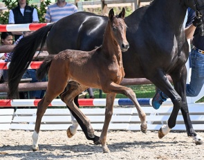 #9 Soleija Jane filly (by Seacrest - Feinrich - De Niro)