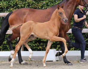 Le Papillon M (by La Paix x Vitalis) 