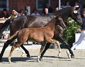 Vespasian at the 2026 Oldenburg Elite Foal Auction :: Photo © OLD Art