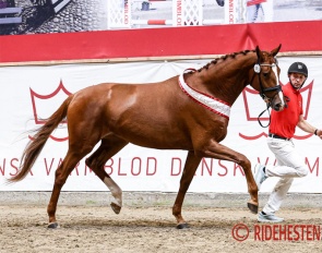 Nordstrands Femme Fetale is the 2026 Danish Warmblood elite mare champion :: Photo © Ridehesten