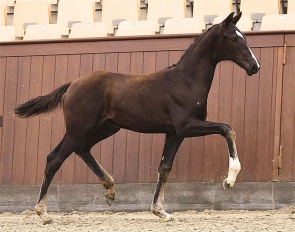 Golden Goddess Pilekaer (by Vitalis x Goldfinger VDT) 