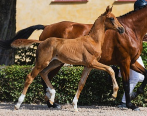 Alright TH (SWB) - colt by Dynamic Dream x Franklin