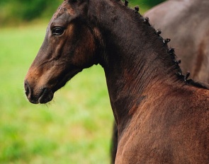 Alpin's Soda Libre - colt by Seraphin x Governor
