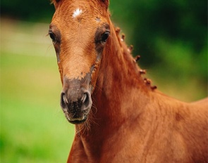 Alpin's Velvet Noblesse - Filly by Von und Zu x Dimagico