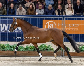 The Belgian owned 2026 KWPN reserve licensing champion Vamos Junior :: Photo © Dirk Caremans