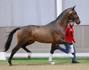 The Hanoverian bred Vitalis / Escolar / Romanov that got accepted to the 2026 Westfalian Stallion Licensing :: Photo © LL Foto