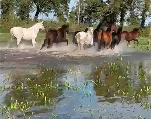 Flooded fields at Elevage Massa